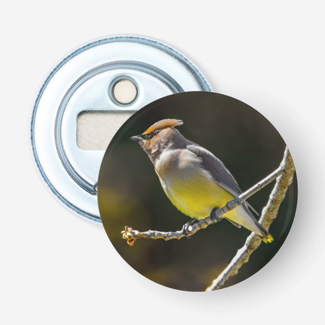 Cedar Waxwing Songbird Original Wild Bird Photo Bottle Opener (Front)