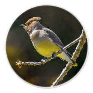 Cedar Waxwing Songbird Original Wild Bird Photo Ceramic Knob