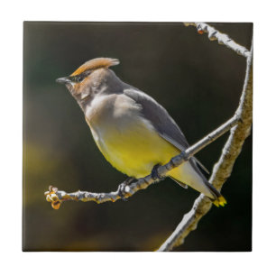 Cedar Waxwing Songbird Original Wild Bird Photo Ceramic Tile