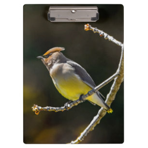 Cedar Waxwing Songbird Original Wild Bird Photo Clipboard