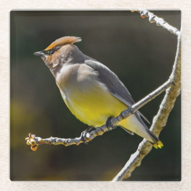 Cedar Waxwing Songbird Original Wild Bird Photo Glass Coaster (Front)