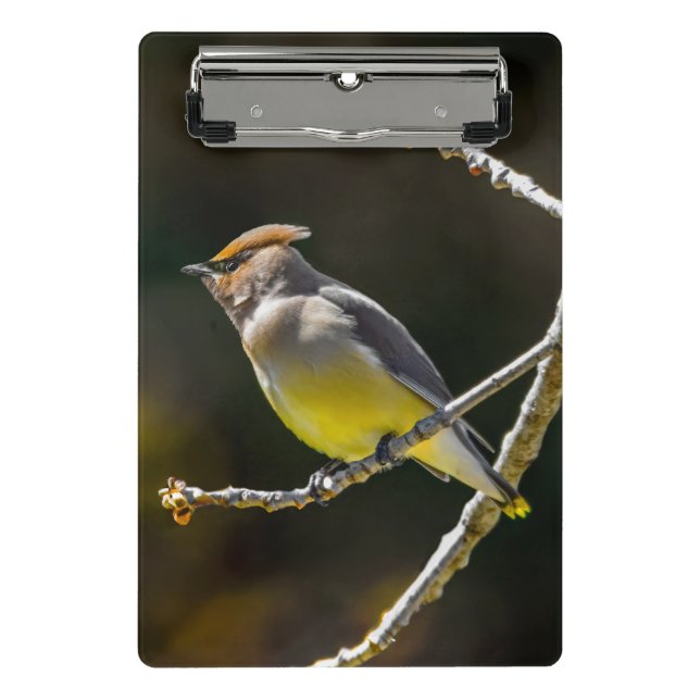 Cedar Waxwing Songbird Original Wild Bird Photo Mini Clipboard (Front)