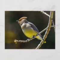 Cedar Waxwing Songbird Original Wild Bird Photo