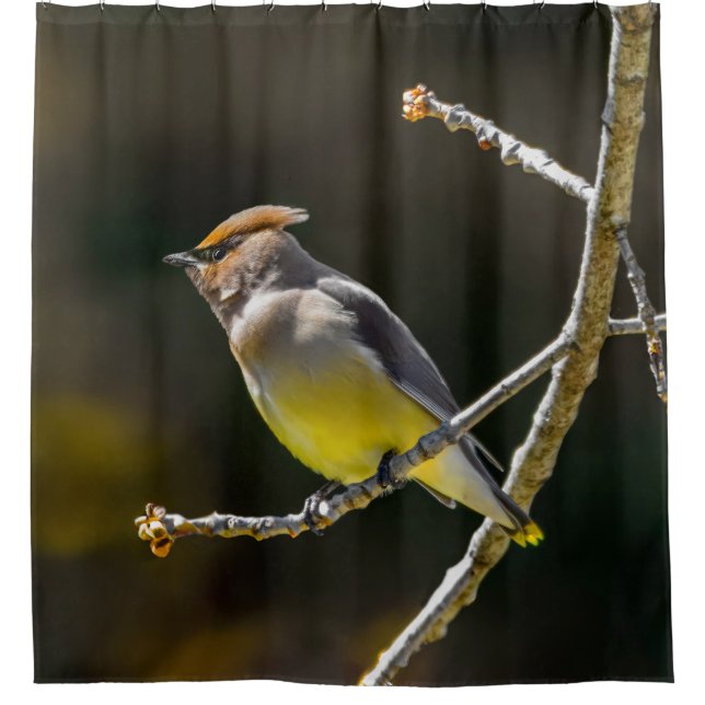 Cedar Waxwing Songbird Original Wild Bird Photo Shower Curtain (Front)
