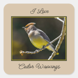 Cedar Waxwing Songbird Original Wild Bird Photo Square Sticker