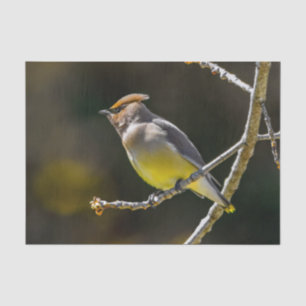 Cedar Waxwing Songbird Original Wild Bird Photo Tissue Paper