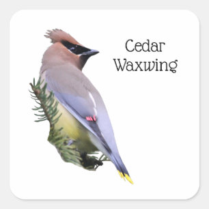 Cedar Waxwing Square Sticker