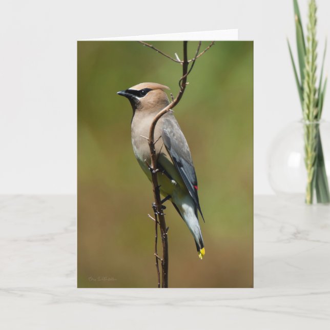 Cedar Waxwing Thank You Card (Front)