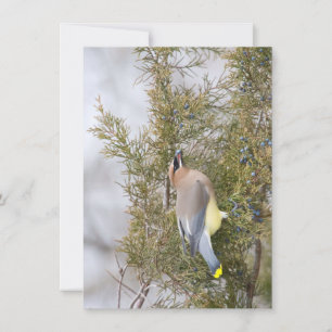 Cedar Waxwing with Berry Note Card