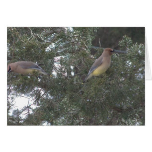 Cedar Waxwings In Cedar Tree