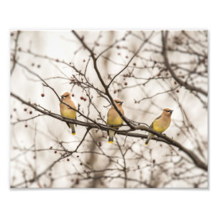Cedar Waxwings in Winter Photo Print