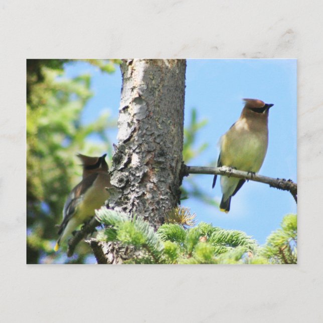 Cedar waxwings postcard (Front)
