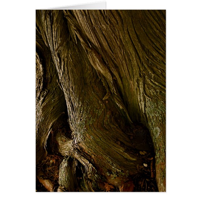 Cedars at St. Joseph's door County, WI (Front)