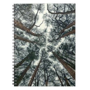 Cedars Forest Natural Lebanon Background Notebook