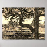 Cedars of Lebanon Bible Verse Psalm 91:12 Postcard