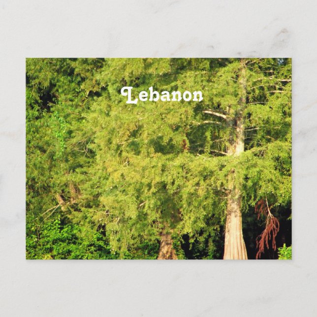 Cedars of Lebanon Postcard (Front)