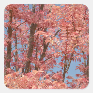 Cedrela sinensis square sticker