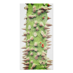 Ceiba speciosa, the floss silk tree poster