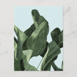 Celadon Palms Postcard