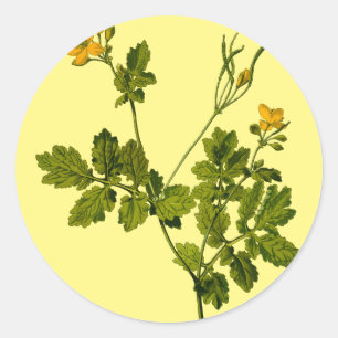 celandine floral flower herb classic round sticker