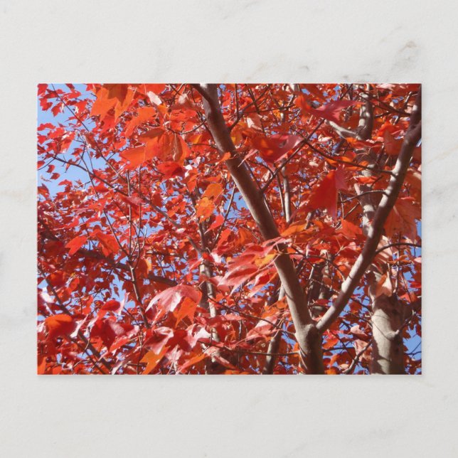 Celebrate Autumn Postcard (Front)