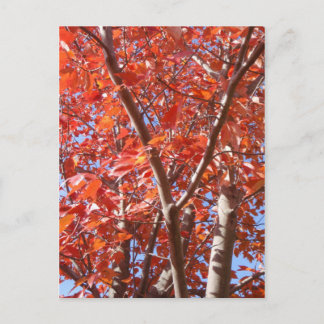 Celebrate Autumn Postcard