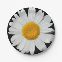 Celebrate Spring with a Huge White Daisy