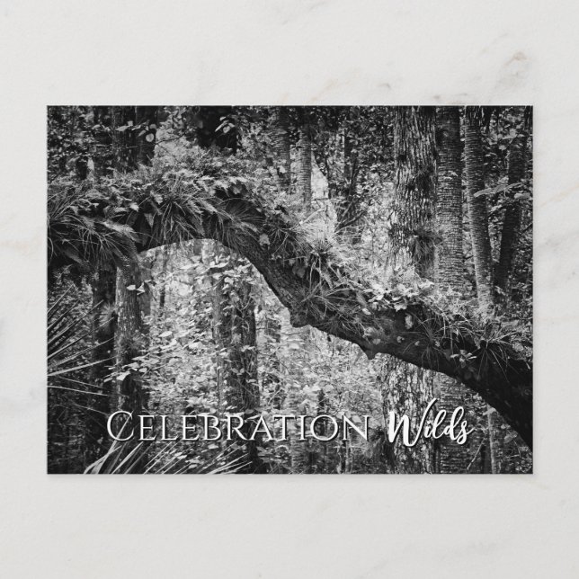 Celebration Wilds Holiday Postcard (Front)