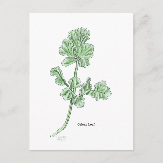 Celery Leaf Postcard (Front)