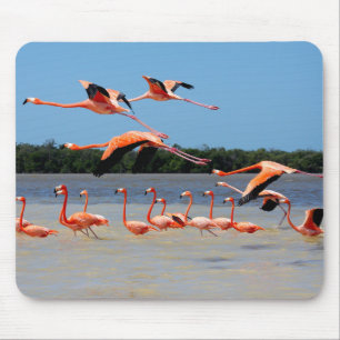 Celestun Biosphere Reserve Mouse Pad