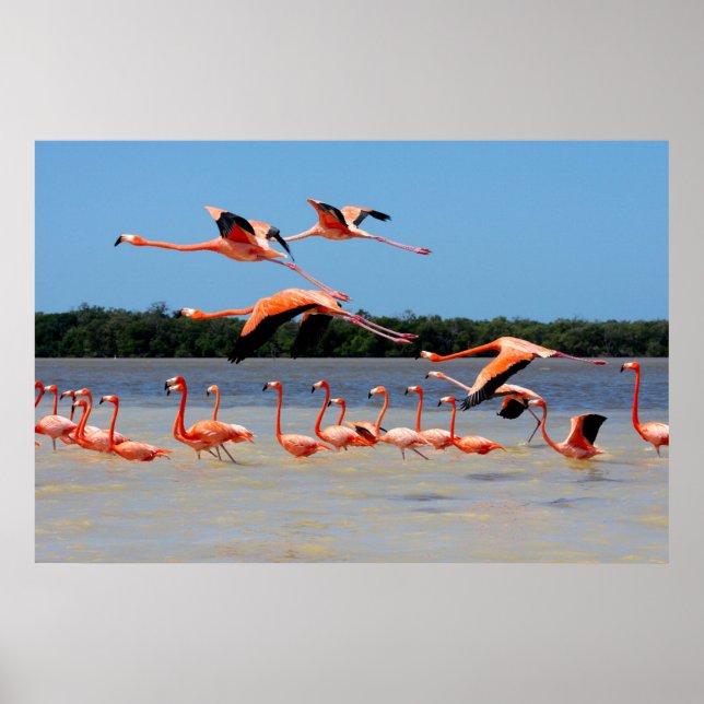 Celestun Biosphere Reserve Poster (Front)