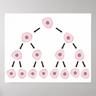 Cell division Poster