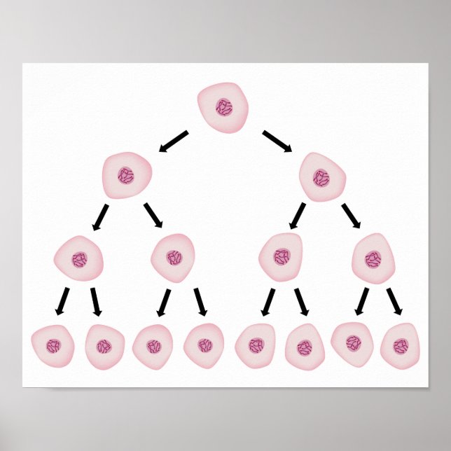 Cell division Poster (Front)