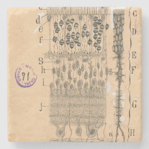 Cell Drawing Eye Retina Santiago Ramon Y Cajal Stone Coaster