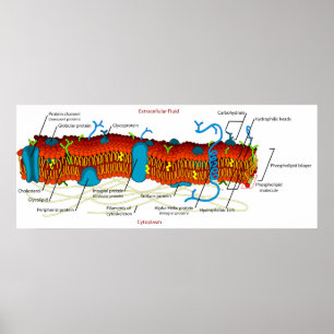 Cell Membrane Diagram Common in all Living Cells Poster