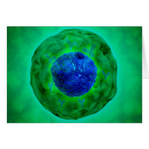 Cell Nucleus With Chromosome 1
