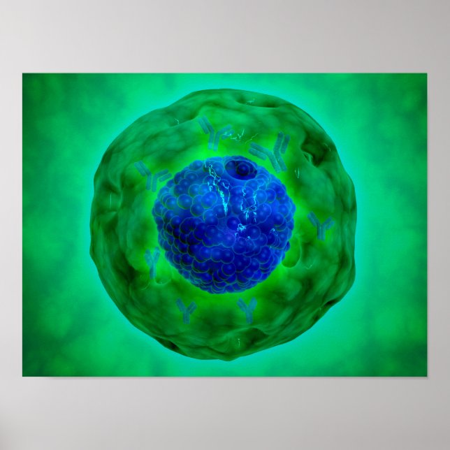 Cell Nucleus With Chromosome 1 Poster (Front)