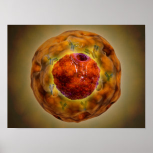 Cell Nucleus With Chromosome 3 Poster