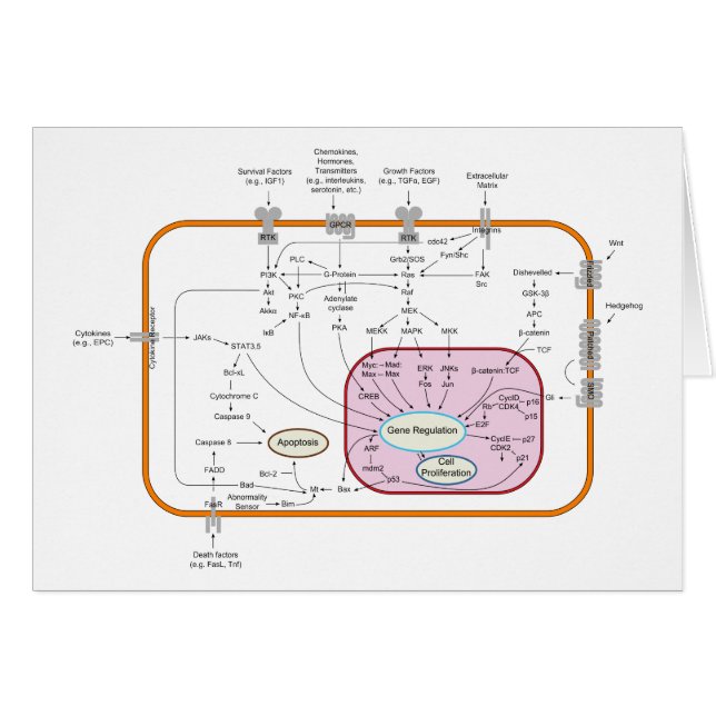 Cell Signal Transduction Pathways Diagram (Front Horizontal)
