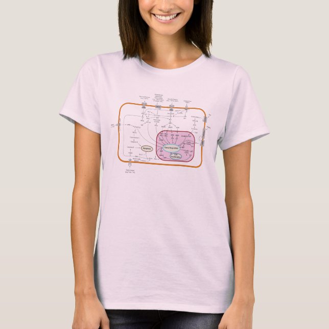 Cell Signal Transduction Pathways Diagram T-Shirt (Front)