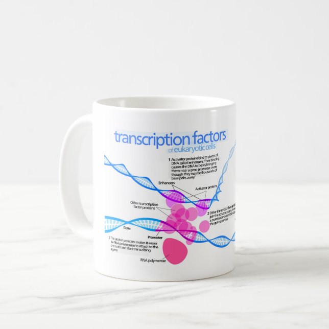Cells Gene Transcription Factors Diagram  Coffee Mug (Front Left)