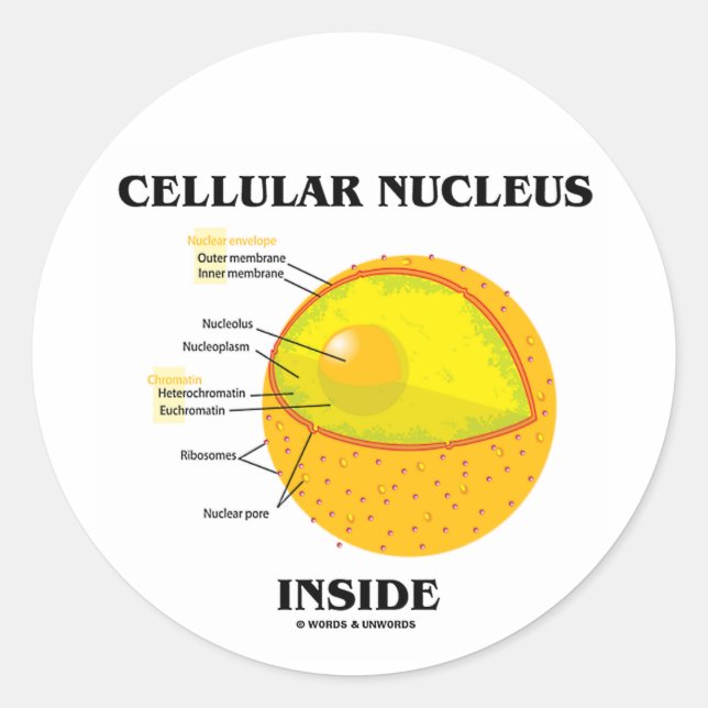 Cellular Nucleus Inside (Cell Biology) Classic Round Sticker (Front)