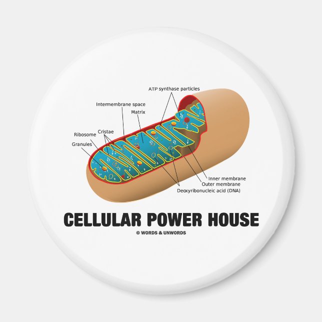 Cellular Power House (Mitochondrion) Magnet (Front)