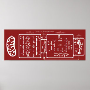 Cellular Respiration 42x16 Poster