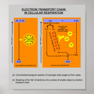 Cellular Respiration Steps in Biology Poster