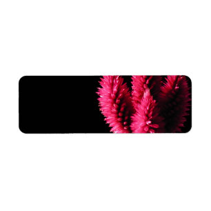 Celosia Caracas. Cockscombs. Pink Flowers. Return Address Label