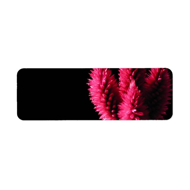 Celosia Caracas. Cockscombs. Pink Flowers. Return Address Label (Front)