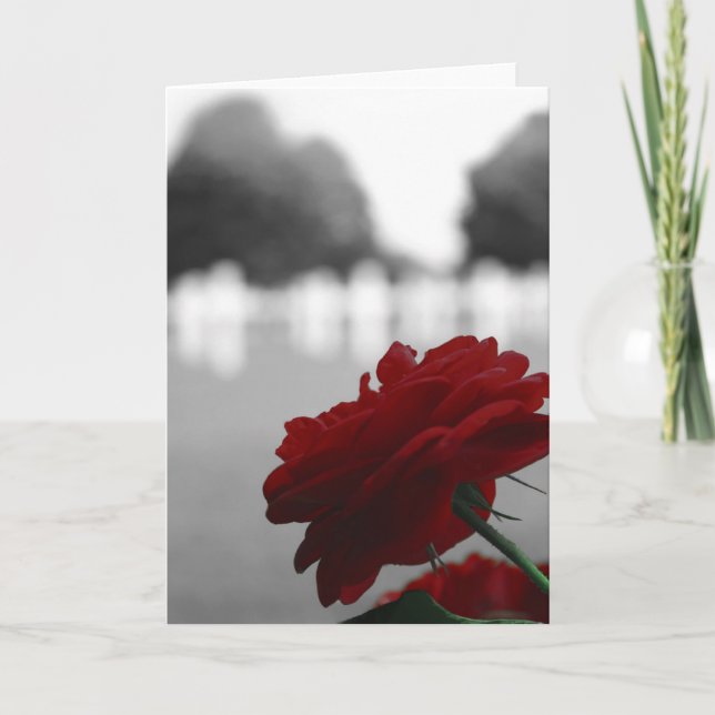 Cemetery & Red Rose - Memorial Day Card (Front)