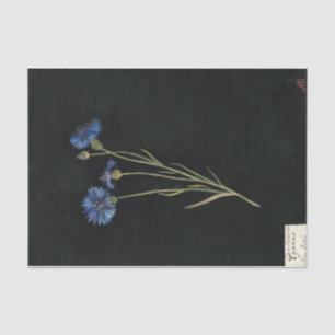 Centaurea Cyanus by Mary Delany Tissue Paper