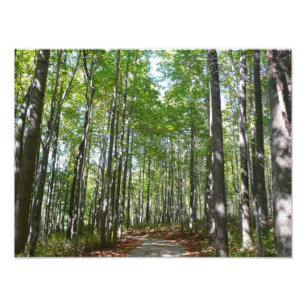 Centennial Wooded Path II Ellicott City Maryland Photo Print